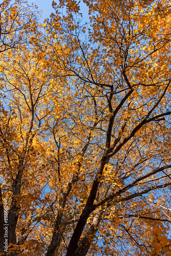 Autumn Trees with golden yellow leaves against the blue sky