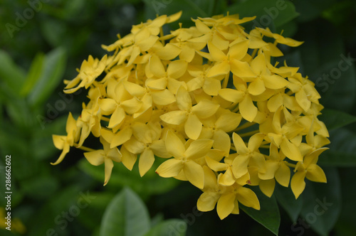 Yellow west indian jasmine from Central of Thailand