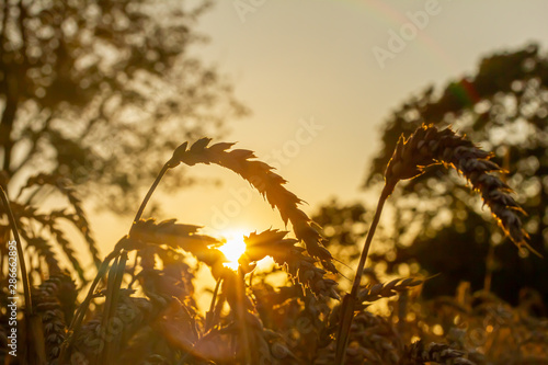 Weizen bei Sonnenuntergang im Gegenlicht photo