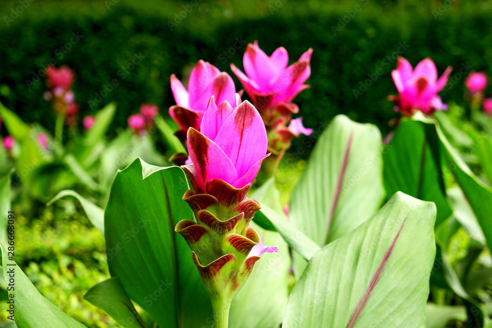 Tropical Pink Flowers Blooming in the City Park Tropical Pink Flowers Blooming in the City Park
