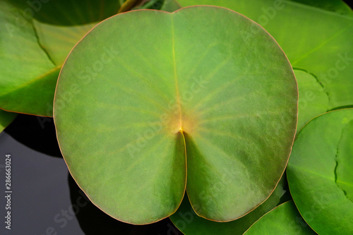 Closeup Photo of Beautiful Waterlily Leaves in the Pond