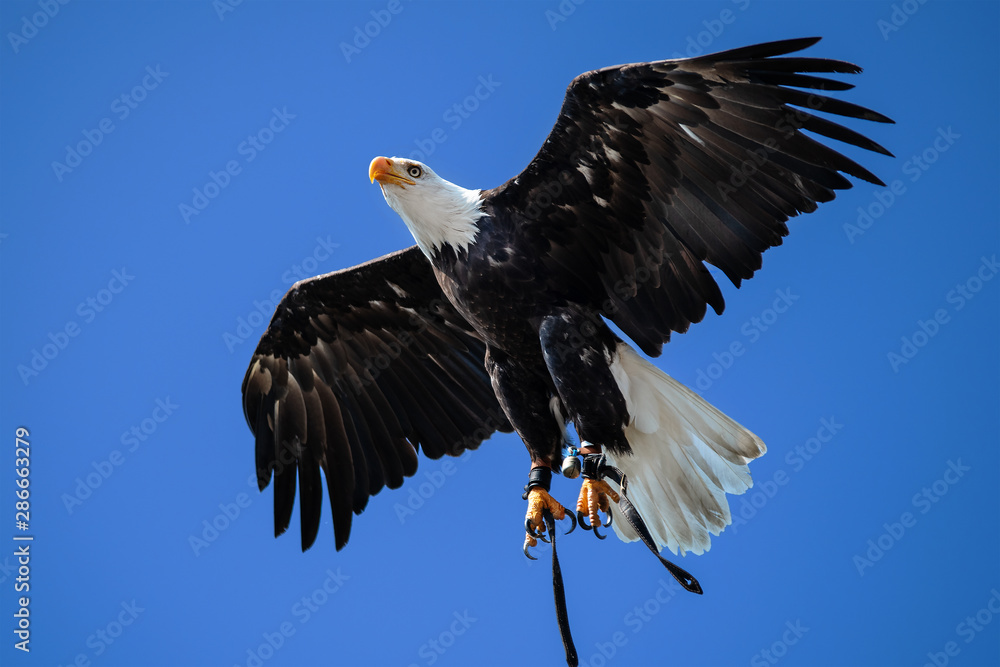 Obraz premium American Bald Eagle In Flight