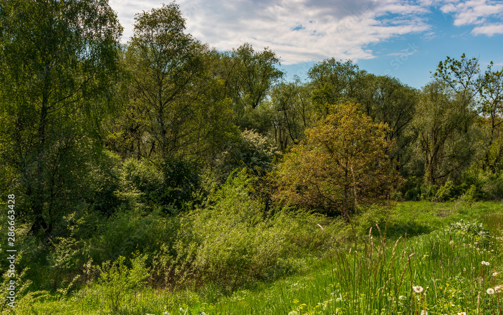 Fototapeta premium Thickets on the Vistula River near Krakow, Poland