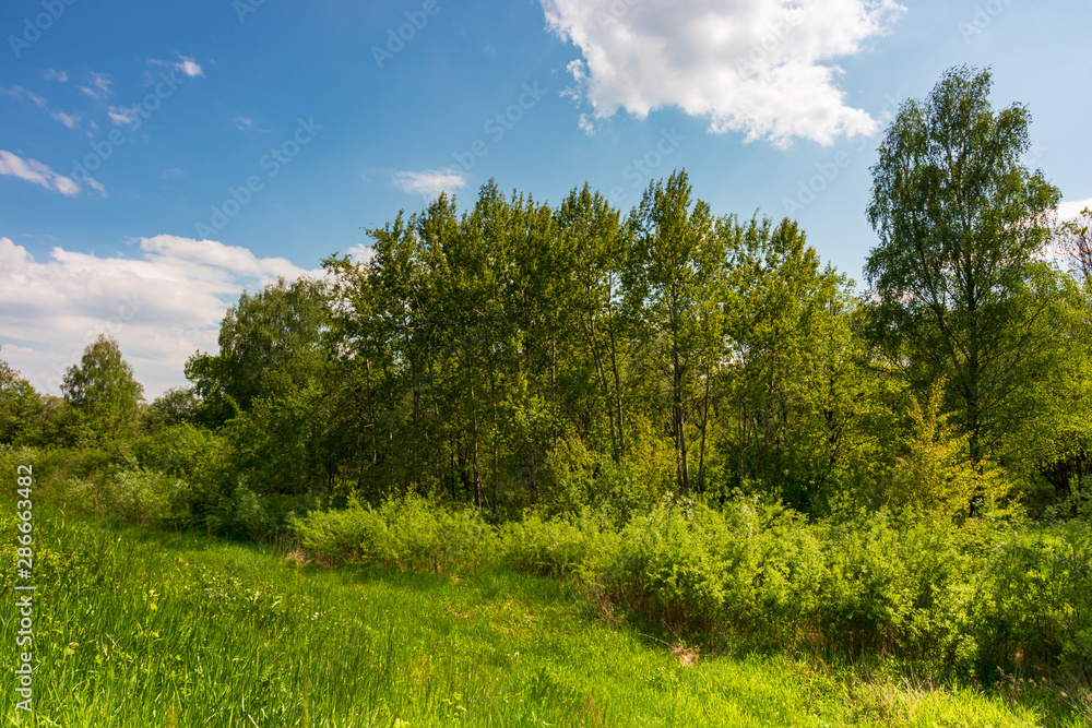 Thickets on the Vistula River near Krakow, Poland Thickets on the Vistula River near Krakow, Poland