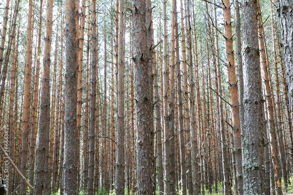 Pine forest. Slender row of trees Pine forest. Slender row of trees