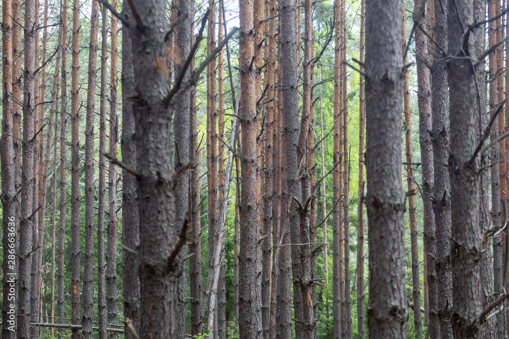 Pine forest. Slender row of trees Pine forest. Slender row of trees