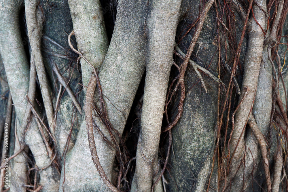 Closeup Photo of Tree Roots for Background, Wallpaper and Texture Closeup Photo of Tree Roots for Background, Wallpaper and Texture