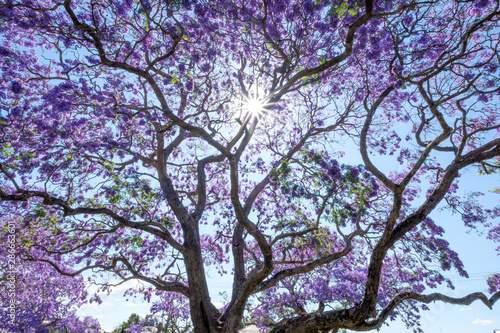 Jacaranda trees in full blossom in Grafton during spring and the Jacaranda festival, Australia
