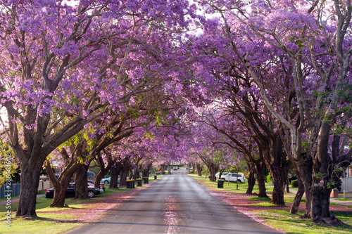 Jacaranda trees in full blossom in Grafton during spring and the Jacaranda festival, Australia