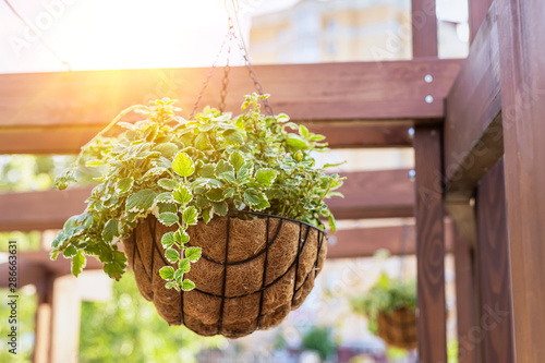 Canvas Print Beautiful flowers planted in hanged flower pot on wooden beam at city park on bright sunny day