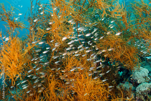 Sweepers, Parapriacanthus ransonneti, sheltering around black coral, Raja Ampat Indonesia. photo