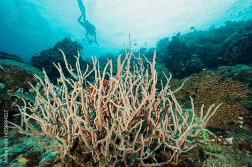 Fototapeta Naklejka Na Ścianę i Meble -  Colonial tune sponges in reef scenic Raja Ampat Indonesia.