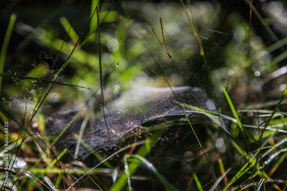 a beautiful carpet made of cobwebs spreads on the grass a beautiful carpet made of cobwebs spreads on the grass