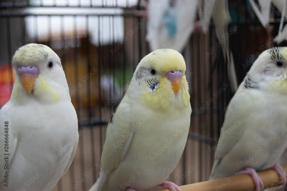 Beautiful White Birds Couples - Parrots