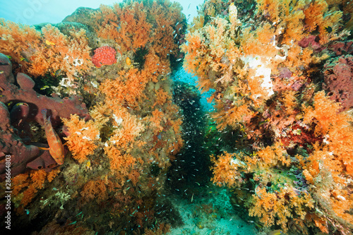 Reef scenic with soft corals, Siphonogorgia sp. and sponges, Raja Ampat Indonesia.