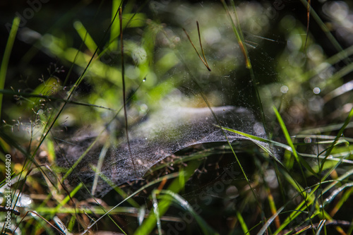 a beautiful carpet made of cobwebs spreads on the grass