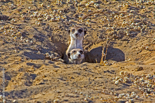 Two Meerkat poking heads out of den photo