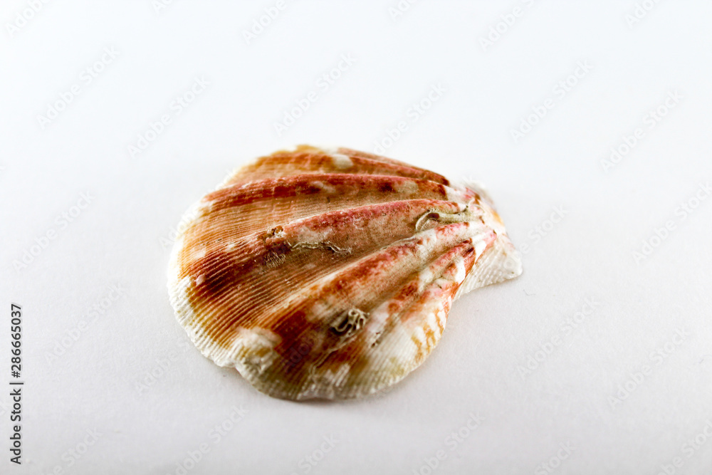 Sea shell. Mollusk shell on a white background