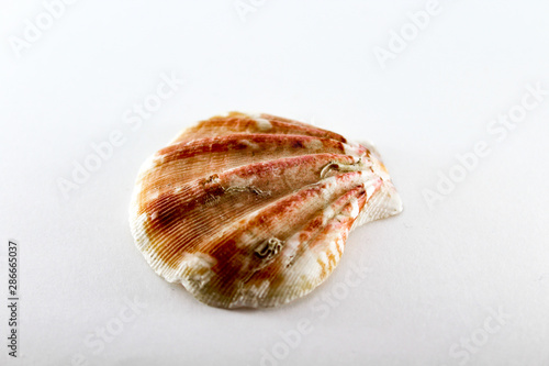 Sea shell. Mollusk shell on a white background