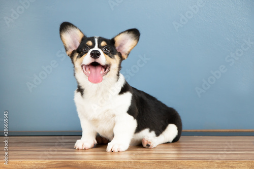 Happy adorable tri-colored Pembroke Welsh Corgi puppy dogs sitting, smiling and looking up. © KW4NG