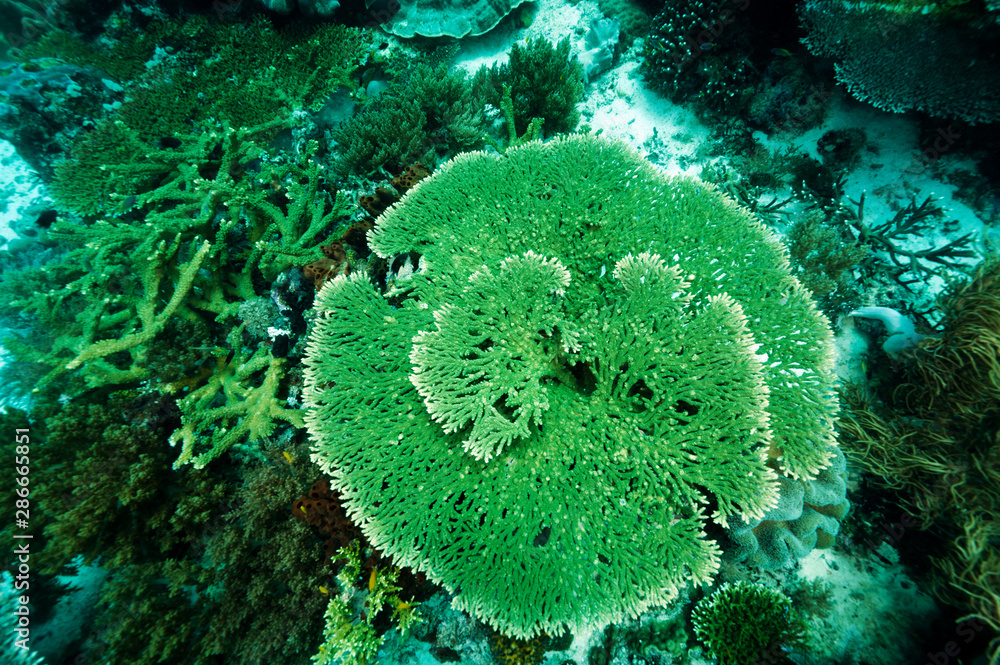 Reef scenic with pristine Acropora hard corals Raja Ampat Indonesia ...