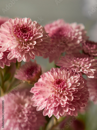 Fototapeta Naklejka Na Ścianę i Meble -  Beautiful pink chrysanthemum flowers blooms in the garden.