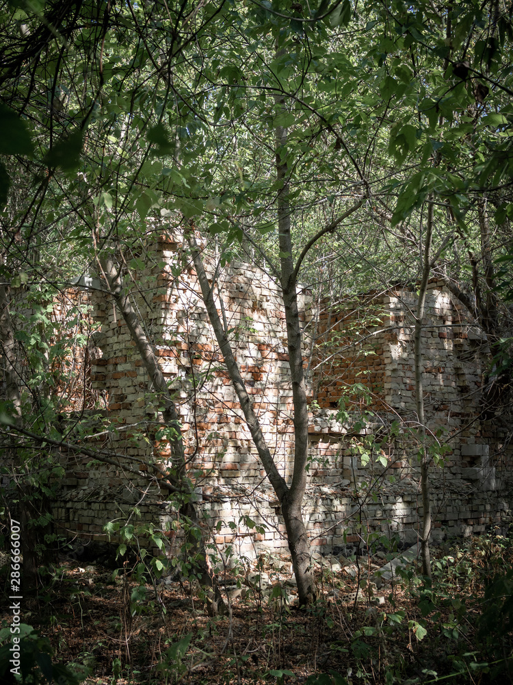 Fototapeta premium Country house ruins in Zalissya village in Chernobyl Exclusion Zone, Ukraine