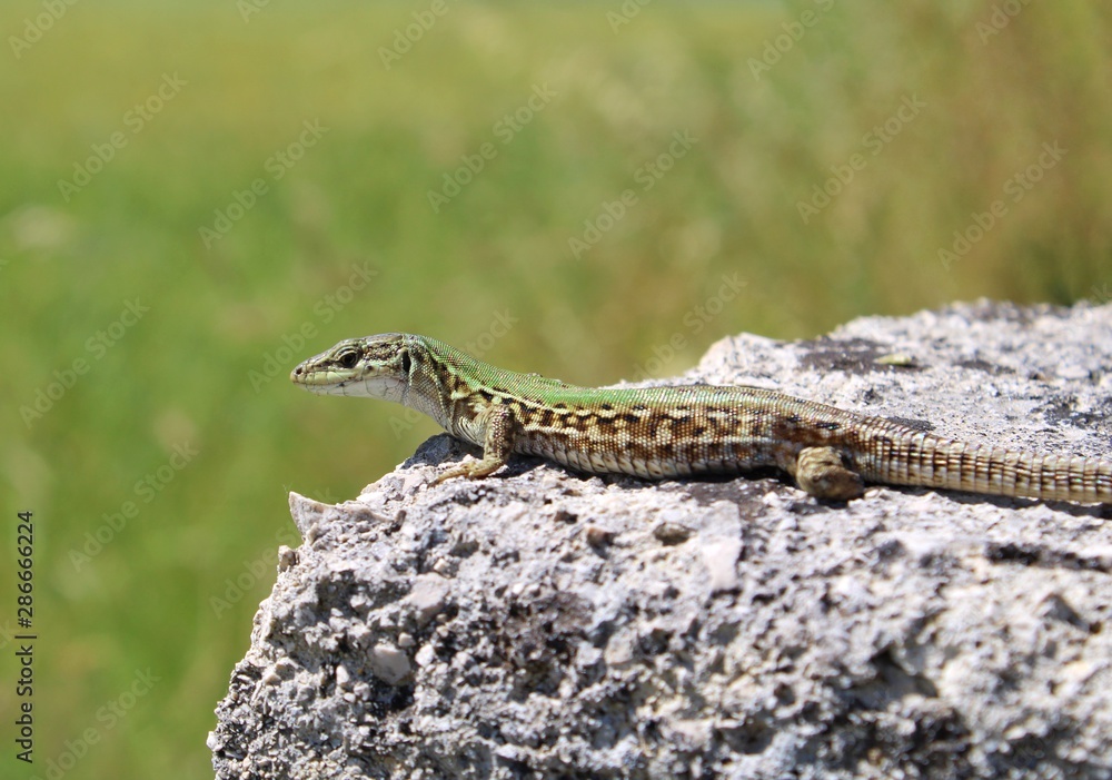 lizard on rock lizard on rock