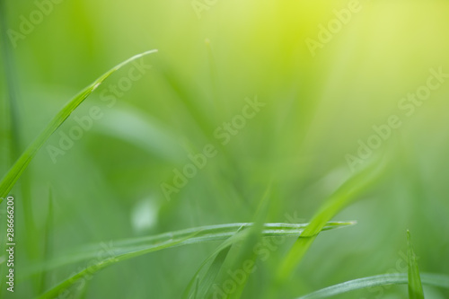 soft focus closeup top of grass for green background. Macro photo of  green grass. Spring  summer seasonal background with green grass.Shallow focus effect.