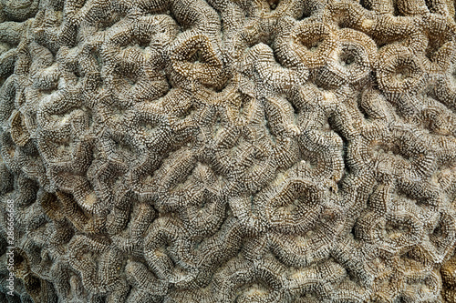 Massive brain coral  Labophyllia sp.  Raja Ampat Indonesia.