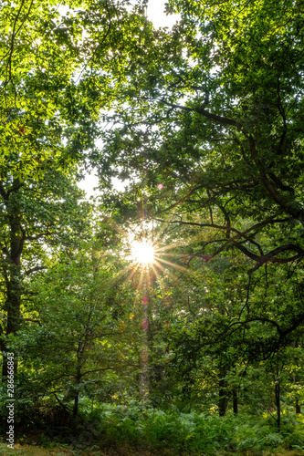 Sun star through large oak tree in Sherwood Forest  Nottingham  England  UK