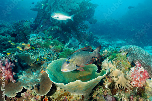 Humpnose bigeye bream, Monotaxis grandoculis, in a cleaning station, Raja Ampat Indonesia. photo