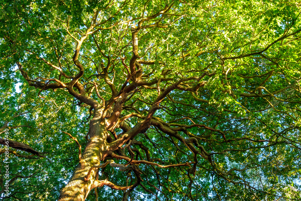 Obraz premium Large oak tree in Sherwood Forest, Nottingham, England, UK