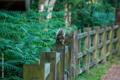 Wild squirrel in Sherwood Forest, England, UK