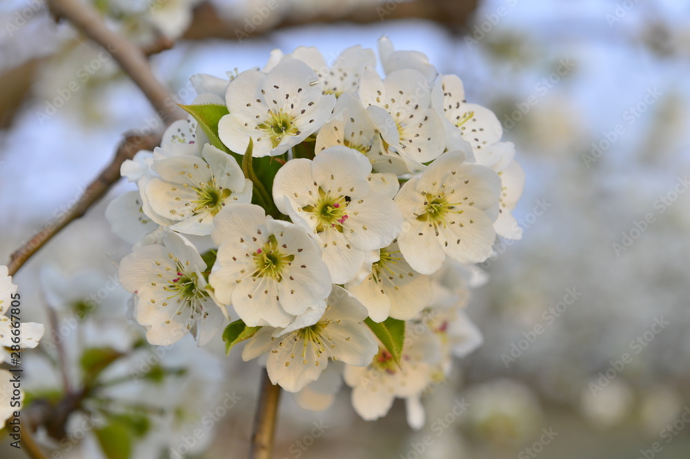 Pear flower in full bloom in spring Pear flower in full bloom in spring