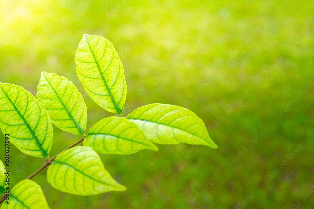 Closeup of green leaves with grass blur background. Closeup of green leaves with grass blur background.