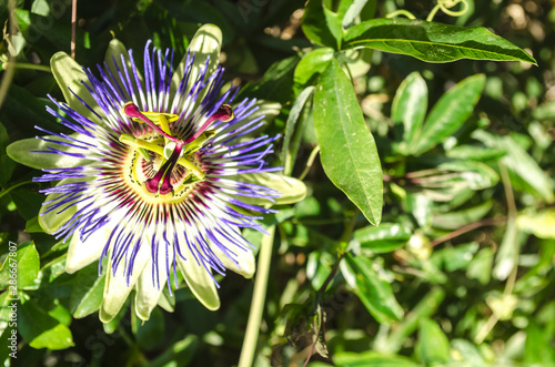 Fetid passionflower  Scarletfruit passionflower  Stinking passionflower  Passiflora foetida 