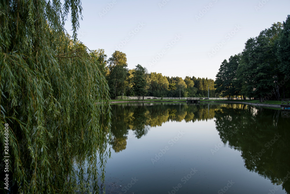 forest and lake with reflections