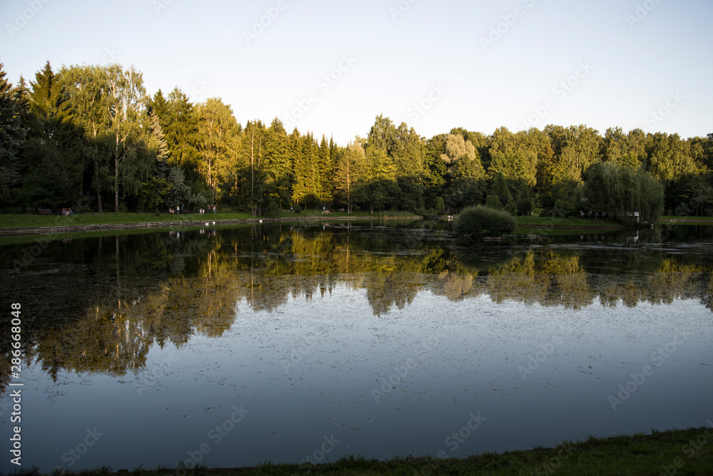 forest and lake with reflections