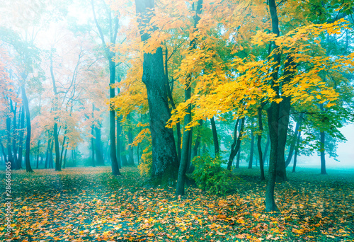 Fototapeta Naklejka Na Ścianę i Meble -  Beautiful autumn landscape. Beautiful autumn trees. Yellow maple in turquoise fog. Misty autumn morning. Soft sunlight.