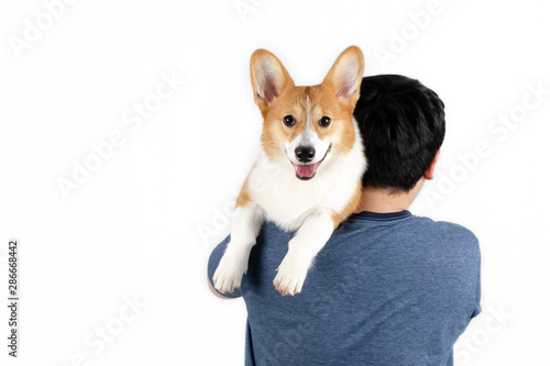 Young man standing back to camera and carrying a smiling puppy dog on shoulder isolated on white background. Pembroke welsh corgi breed. Friendship between people and animals.