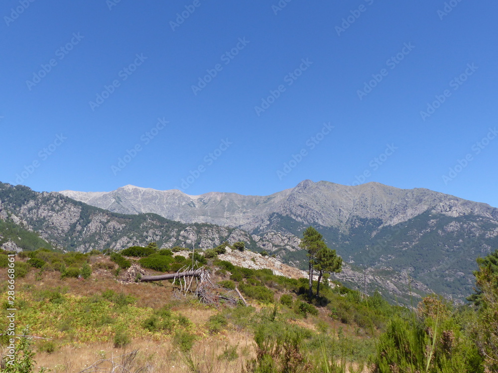 Fototapeta premium Vivario- Corse