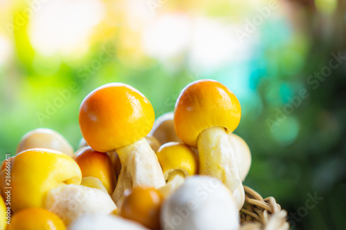 fresh Thai yellow Amanita mushrooms in wooden basket closeup   photo