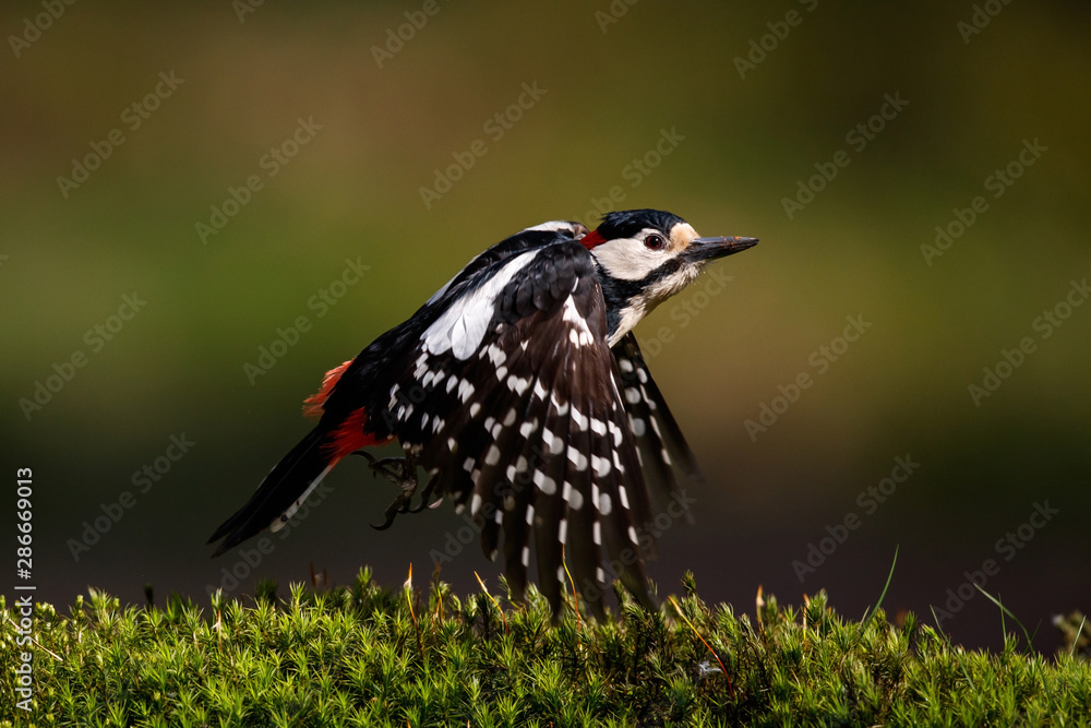 Great spotted woodpecker flying in the forest in the Netherlands Great spotted woodpecker flying in the forest in the Netherlands