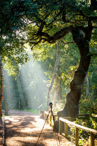 Photographer tripod in Sherwood Forest with light rays photo