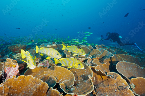 Colorful reef scenic with ribbon sweetlips, Plectorhinchus polytaenia, and black spot snappers, Lutjanus ehrenbergii, over massive foliose hard corals, Montipora sp. Raja Ampat Indonesia. photo