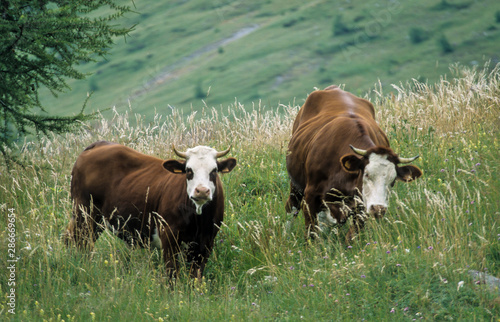 vache, race abondance photo