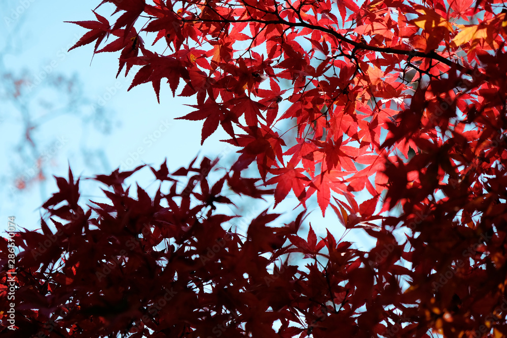 Shadow of the autumn leaves background Shadow of the autumn leaves background