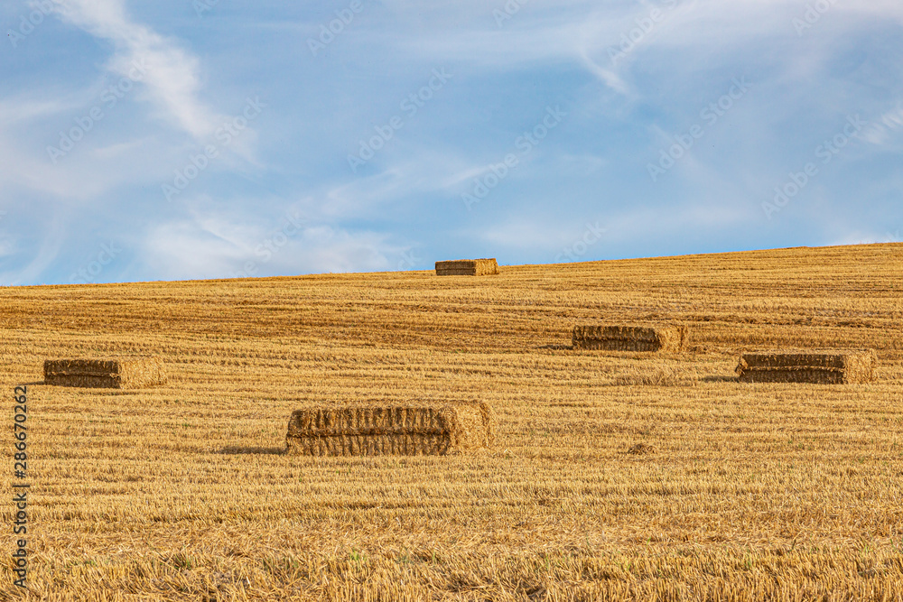 Fototapeta premium Hay stacks in a field in Sussex after harvesting