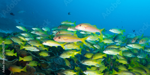 Black spot snappers, Lutjanus ehrenbergii, and yellowfin goatfishes, Mulloidichthys vanicolensis, over massive foliose corals Raja Ampat Indonesia.